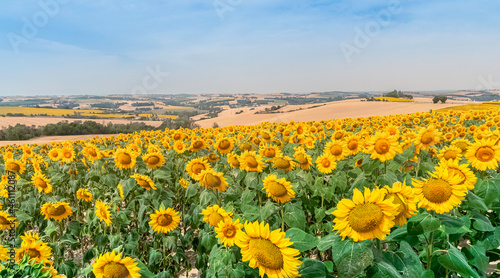 Fleurs de tournesols dans un champs avec la lumière du soleil.