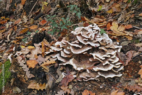 Scavenger fungus