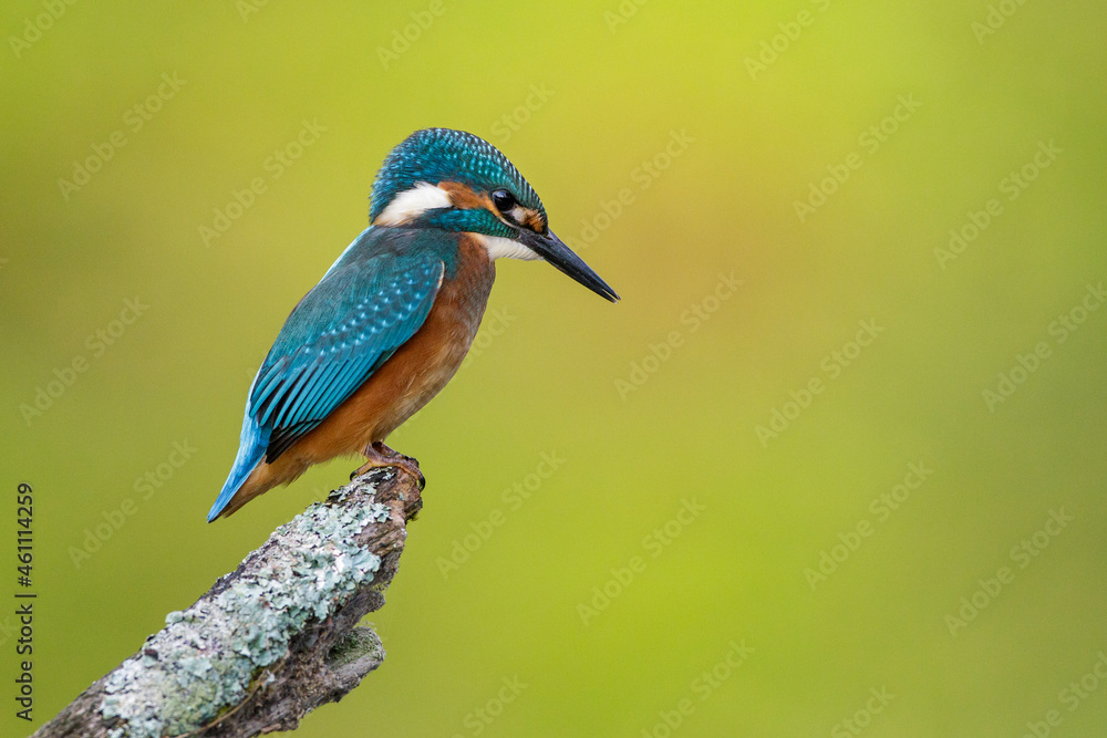Fototapeta premium Eisvogel (Alcedo atthis) Jungvogel