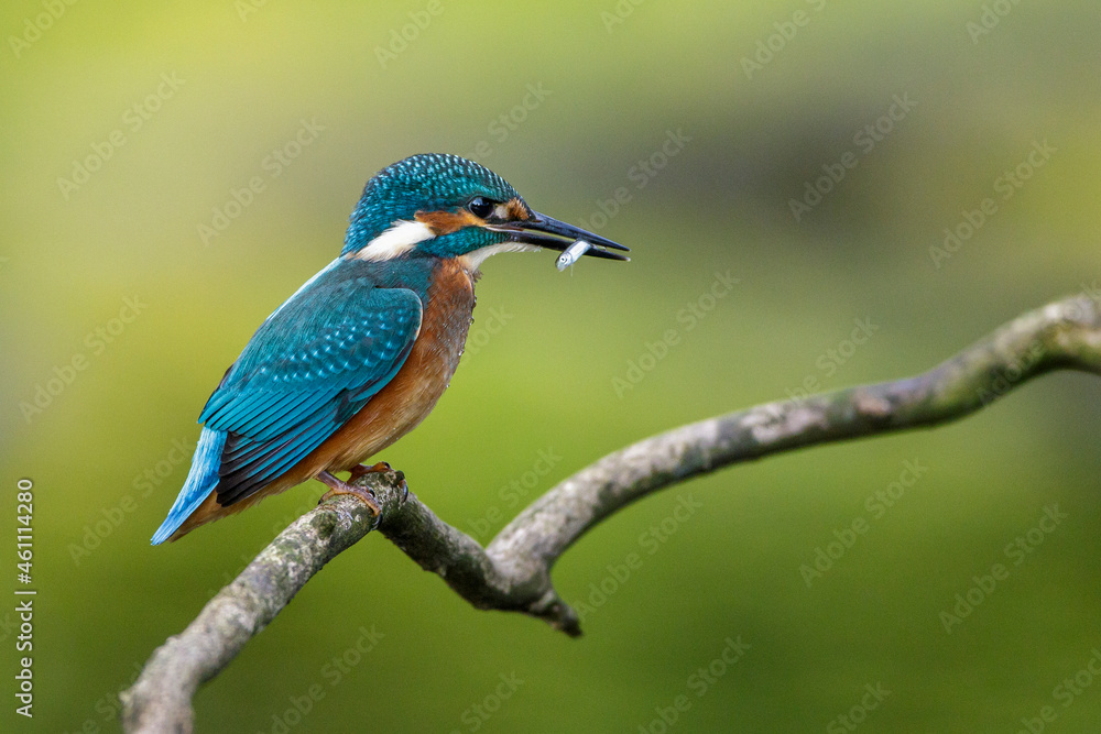 Eisvogel (Alcedo atthis) Jungvogel