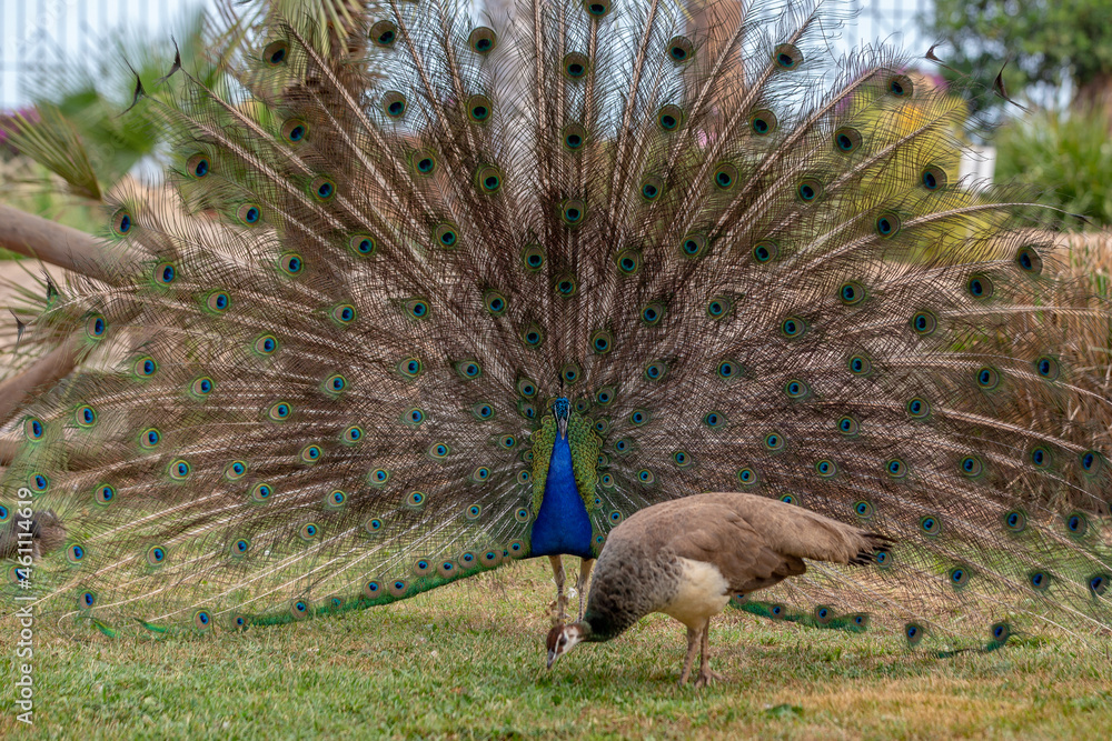 Naklejka premium Peacock