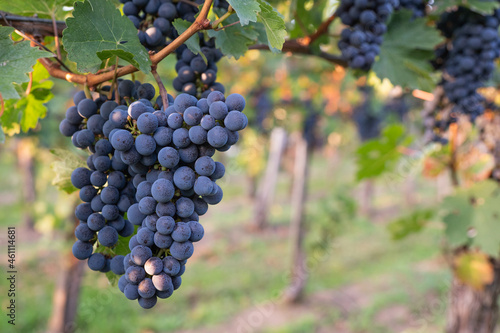 Beautiful healthy bunch of grapes, autumn harvest of vines.