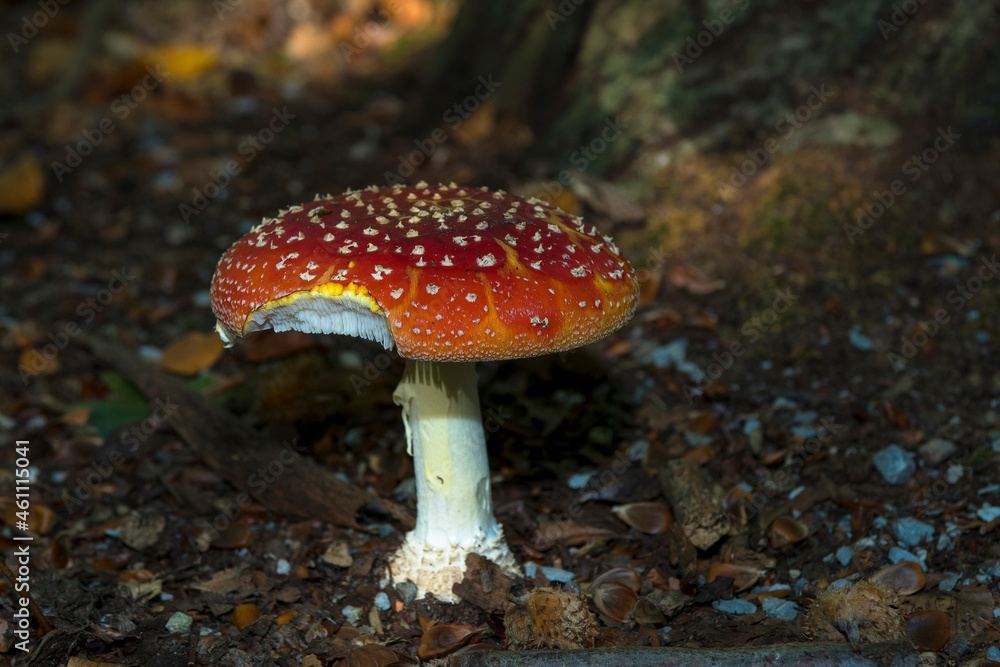 Fly Agaric (Amanita muscaria) damaged one between leaves and Beechnuts (Fagus sylvatica) in a forest Fly Agaric (Amanita muscaria) damaged one between leaves and Beechnuts (Fagus sylvatica) in a forest