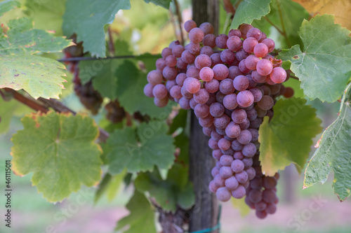 Wallpaper Mural Beautiful healthy bunch of grapes, autumn harvest of vines. Torontodigital.ca