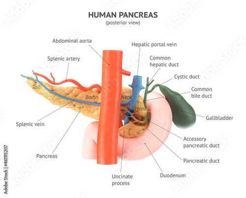 Posterior view of anatomically accurate human pancreas with gallbladder, duodenum and blood vessels. 3d rendering with properly placed text captions of all anatomical parts photo