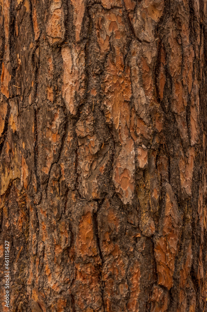 Old tree. many years old. carbon sink. close up of bark.macro photography. multi use. blog. article. background or backdrop. sunlight on bark. Old tree. many years old. carbon sink. close up of bark.macro photography. multi use. blog. article. background or backdrop. sunlight on bark.