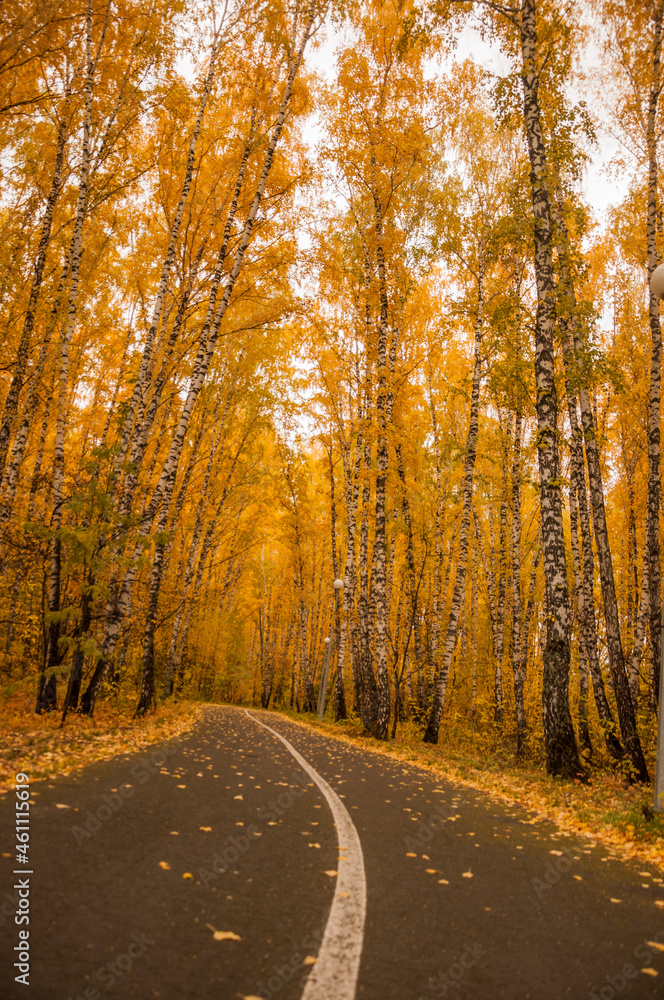 Obraz premium asphalt road with beautiful trees on the sides in autumn