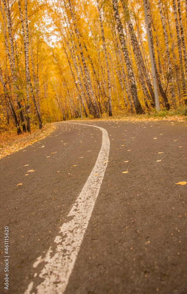 asphalt road with beautiful trees on the sides in autumn asphalt road with beautiful trees on the sides in autumn