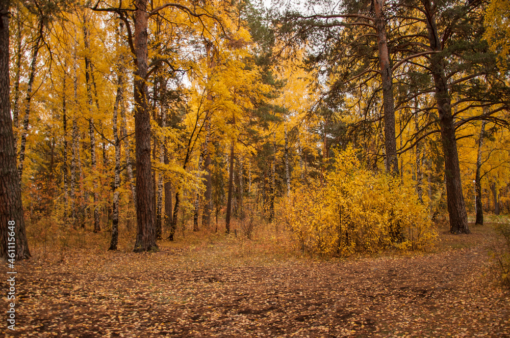Fototapeta premium Autumn scenery. Beautiful scene with birches in yellow autumn birch forest in october among other birches in birch grove