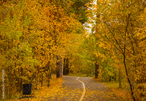 asphalt road with beautiful trees on the sides in autumn