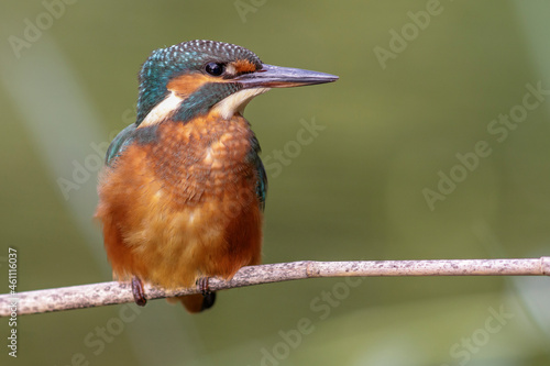 Eisvogel (Alcedo atthis) Jungvogel photo