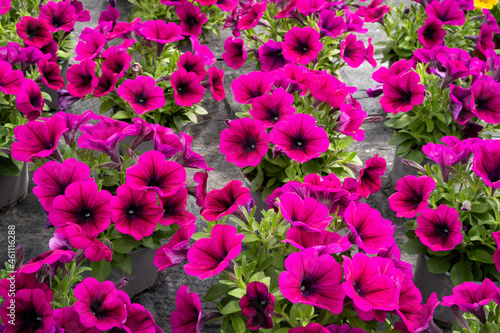 Blumenzucht -Petunien in leuchtenden Farben im Gewächshaus einer Gärtnerei.