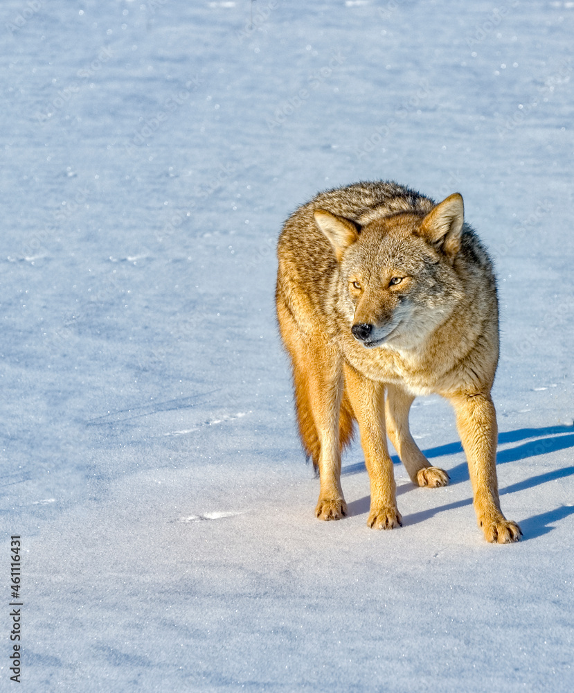 Fototapeta premium Coyote on snow