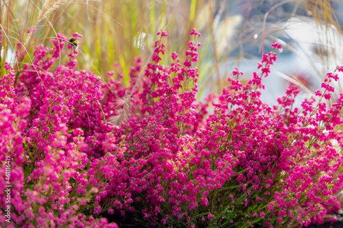 Canvas Print Selective focus bush of purple pink bell heather flowers, Calluna vulgaris (heat