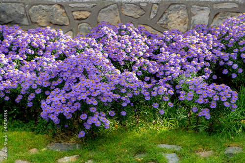Fototapeta Naklejka Na Ścianę i Meble -  Selective focus of blue purple flowers European Michaelmas-daisy (Bergaster) in garden, Aster amellus is a perennial herbaceous plant in the genus Aster of the family Asteraceae, Nature background.