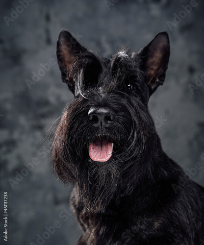 Pedigreed black scotch terrier doggy against dark background