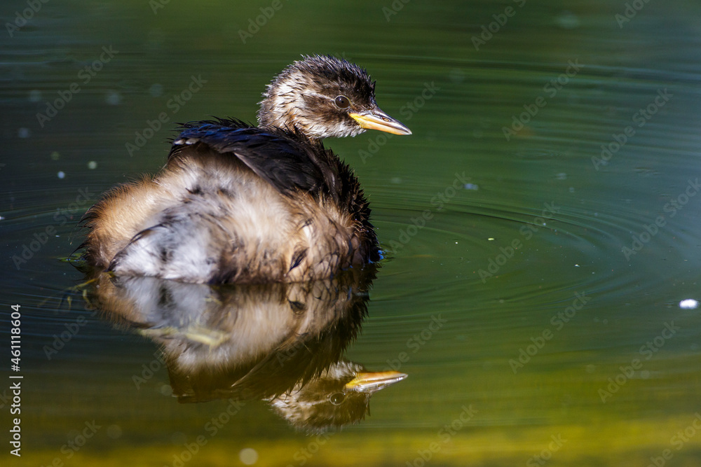 Zwergtaucher (Tachybaptus ruficollis) Jungvogel Zwergtaucher (Tachybaptus ruficollis) Jungvogel