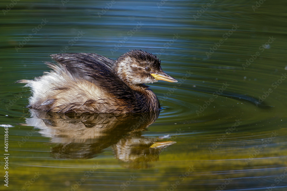 Zwergtaucher (Tachybaptus ruficollis) Jungvogel Zwergtaucher (Tachybaptus ruficollis) Jungvogel