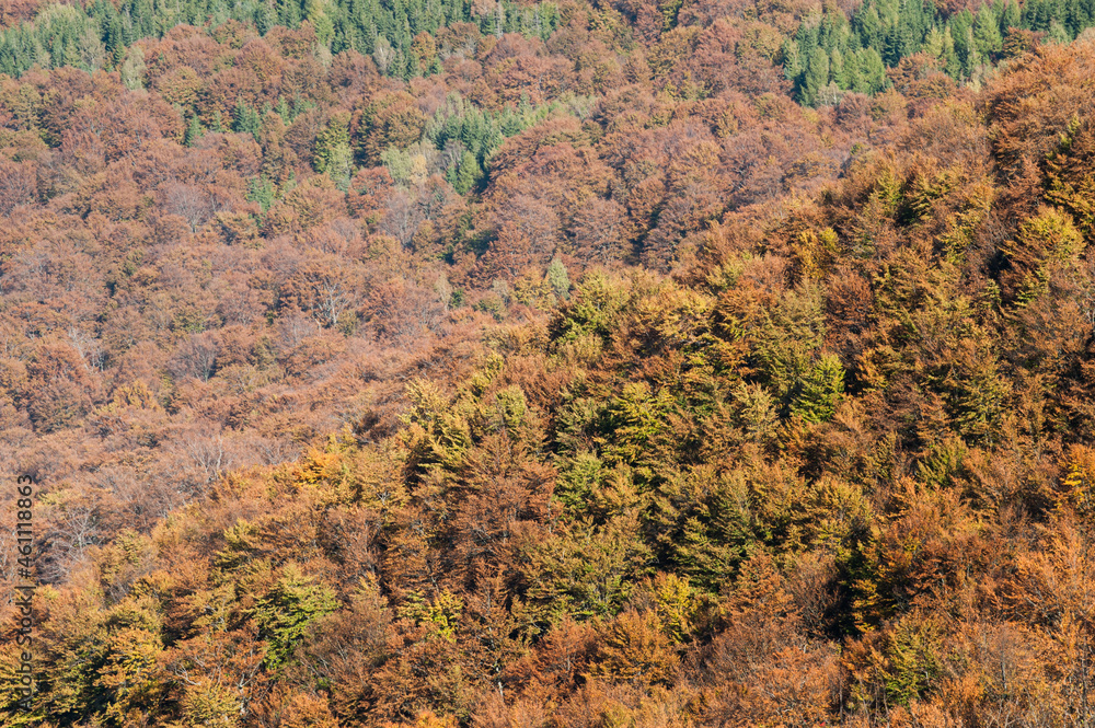 Las Bukowy W Bieszczadach Stock Photo 