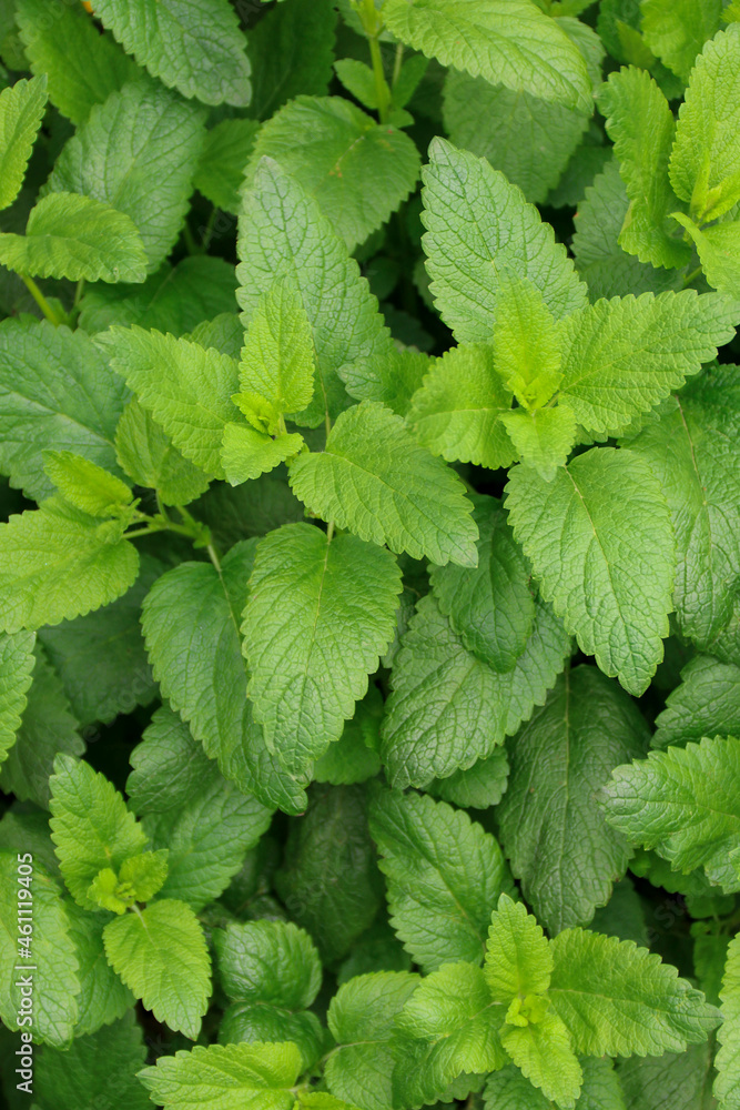 Fresh green leaves of mint, lemon balm, peppermint top view. Mint leaf texture. Ecology natural layout. Mint leaves pattern spearmint herbs nature background Fresh green leaves of mint, lemon balm, peppermint top view. Mint leaf texture. Ecology natural layout. Mint leaves pattern spearmint herbs nature background