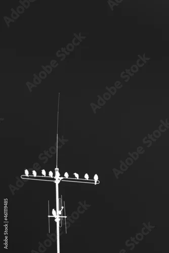 Obraz ptaki na antenie