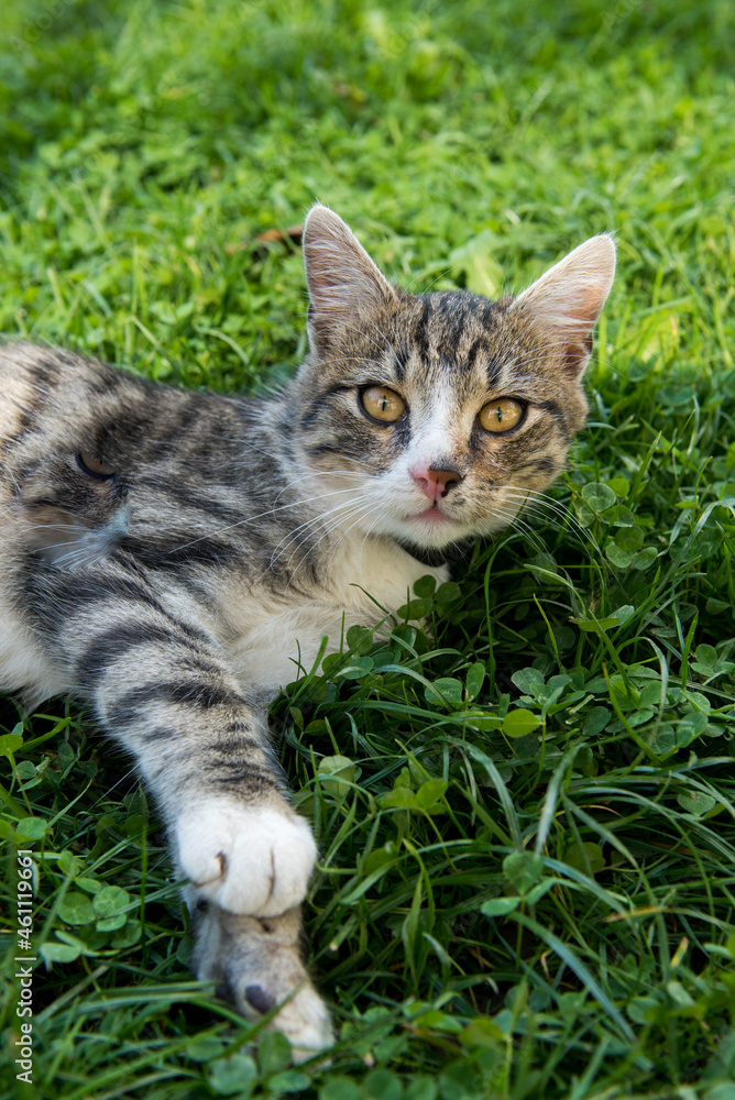 Cat on grass