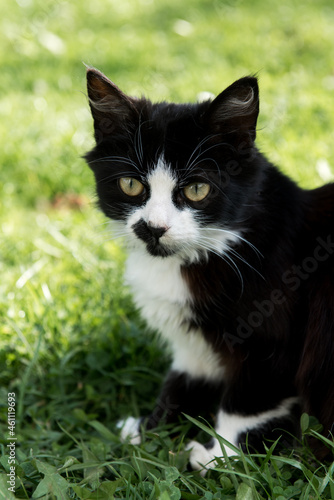 Black cat on grass