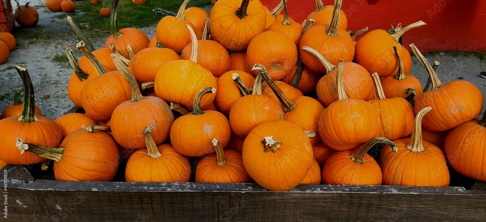 Pumpkins for Sale at the Outdoor Farmers Market; Rustic, Travel Ideas and Adventures