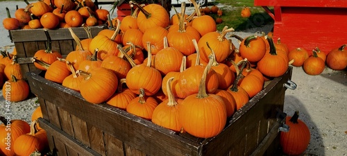 Pumpkins for Sale at an Outdoor Market