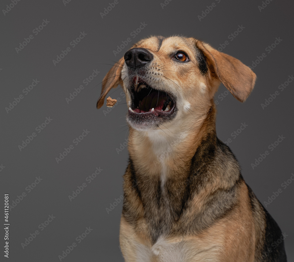 Amusing canine pet beagle breed against gray background