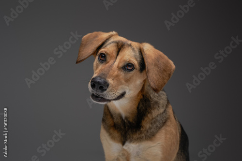 Cheerful canine pet beagle breed against gray background © Fxquadro