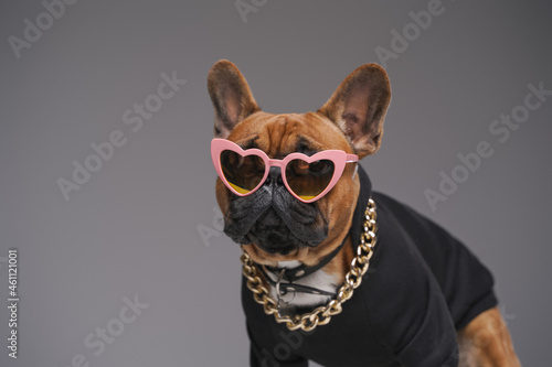 Stylish bulldog in black sweater with heart shaped sunglasses © Fxquadro