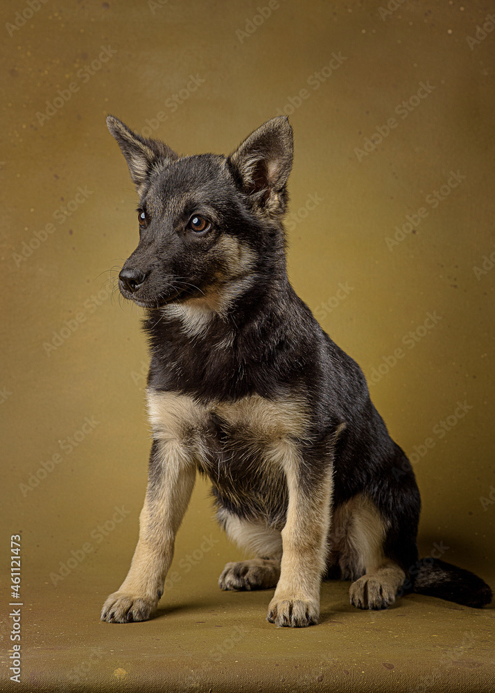 Homeless dog puppy on khaki background Homeless dog puppy on khaki background