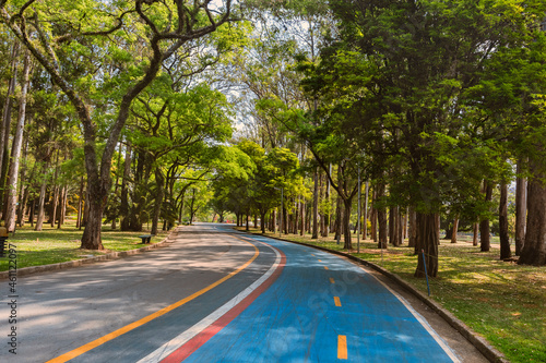Curve with blue bike path and sidewalk in the green landscape of Ibirapuera Park in São Paulo, Brazil.