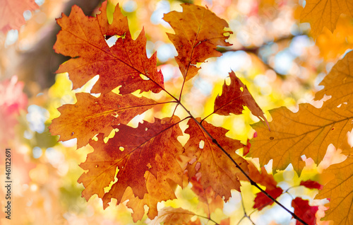 Autumn colored leaves, background
