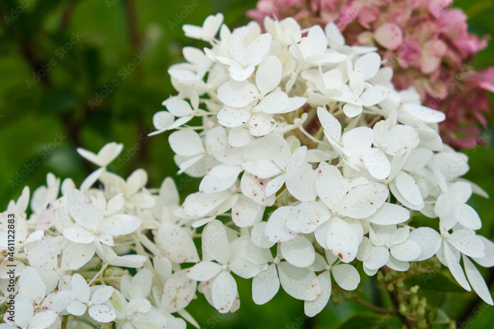 Pink and white inflorescences of paniculate hydrangea Hydrangea paniculata, beautiful autumn blossom in the garden Pink and white inflorescences of paniculate hydrangea Hydrangea paniculata, beautiful autumn blossom in the garden