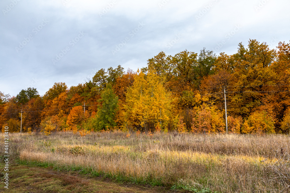 orange autumn trees against cloudy sky, nature wallpaper orange autumn trees against cloudy sky, nature wallpaper