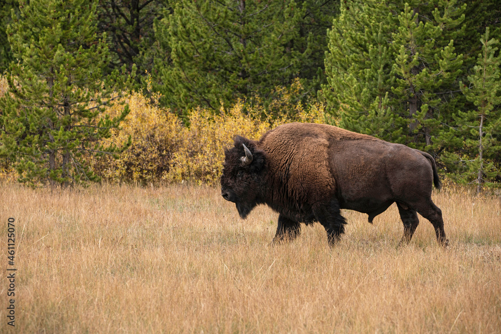 Bison bull also called buffalo walking in golden meadow
Bison bull also called buffalo walking in golden meadow