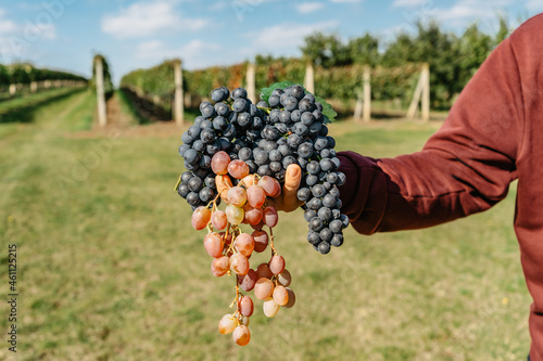 Man hand holding sweet organic juicy grapevine.Close up of red grapes vineyard in background,grape harvest wine making concept.Branches of fresh grapes growing in south Moravia,Czechia.Food scene