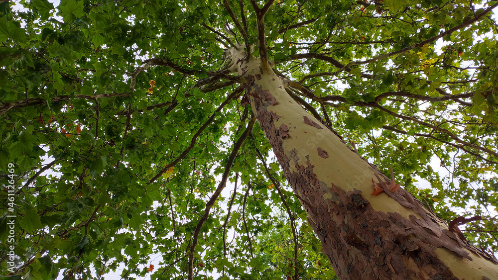 Fototapeta premium Tall plane tree with brown peeling bark on a bare yellow trunk