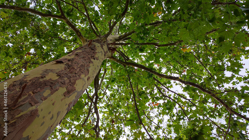Fototapeta premium Sycamore tree with bare greenish yellow trunk and brown flaking bark