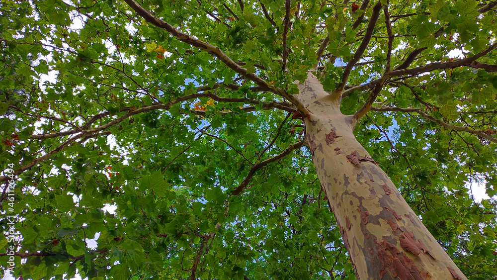 Colorful plane tree with long branches against the blue sky Colorful plane tree with long branches against the blue sky