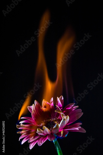 Burning flower © Robert