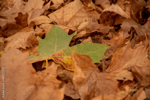 oak leaf in autumn