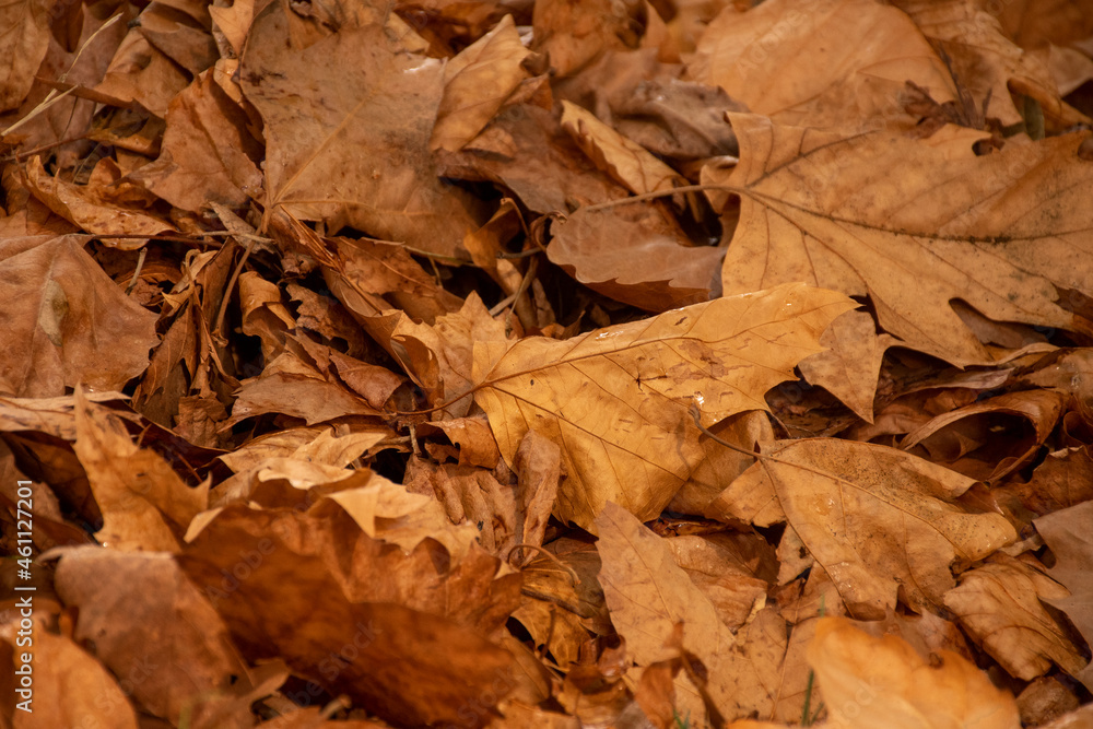 autumn leaves background