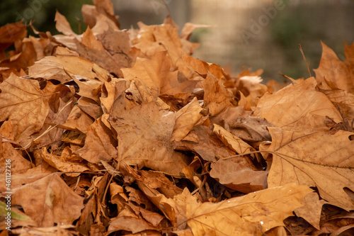 fallen autumn leaves © Stefano