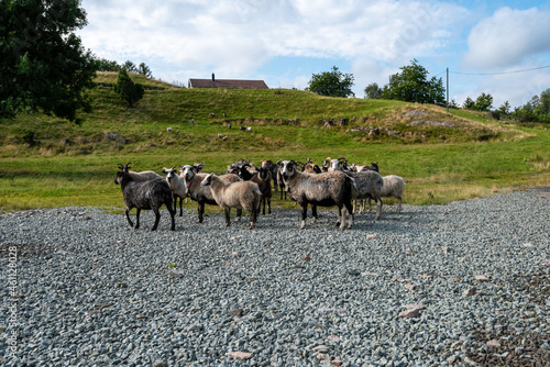 Wallpaper Mural A flock of sheep standing on gravel by a small grassy hill. Torontodigital.ca