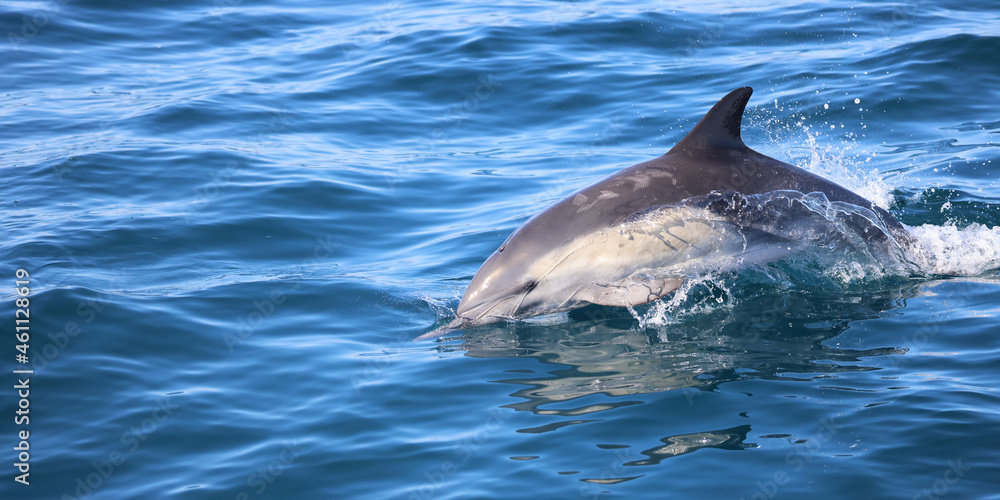 Obraz premium dolphin in the water