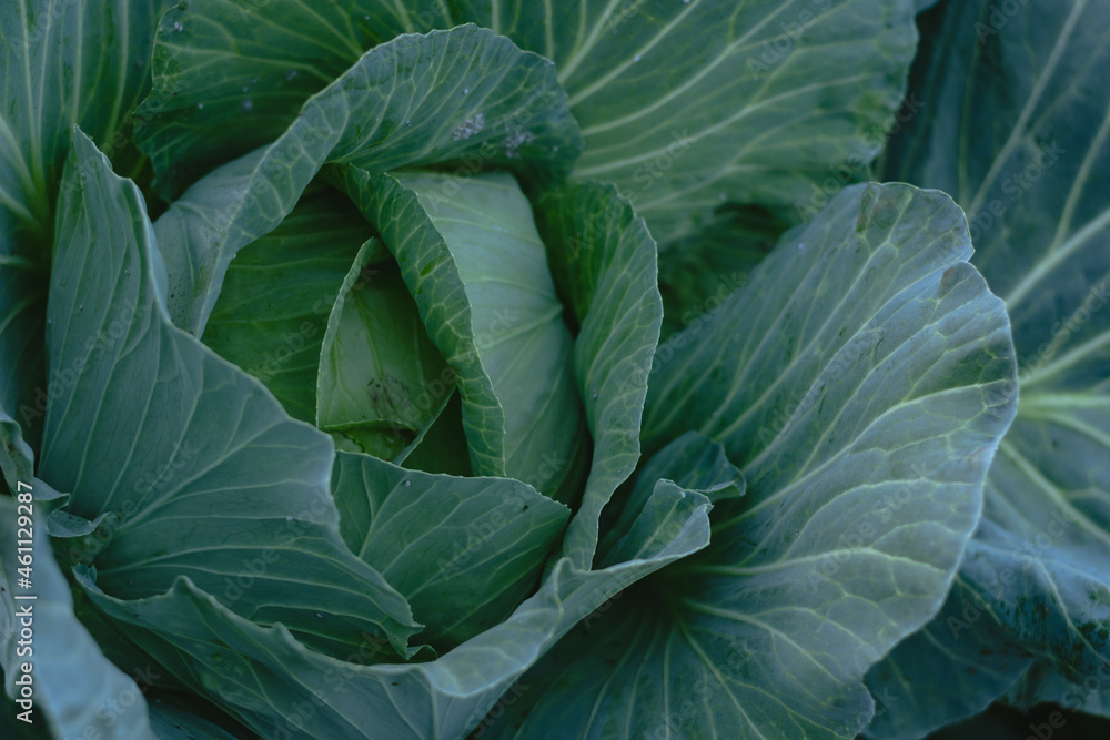 Obraz premium cabbage in the garden