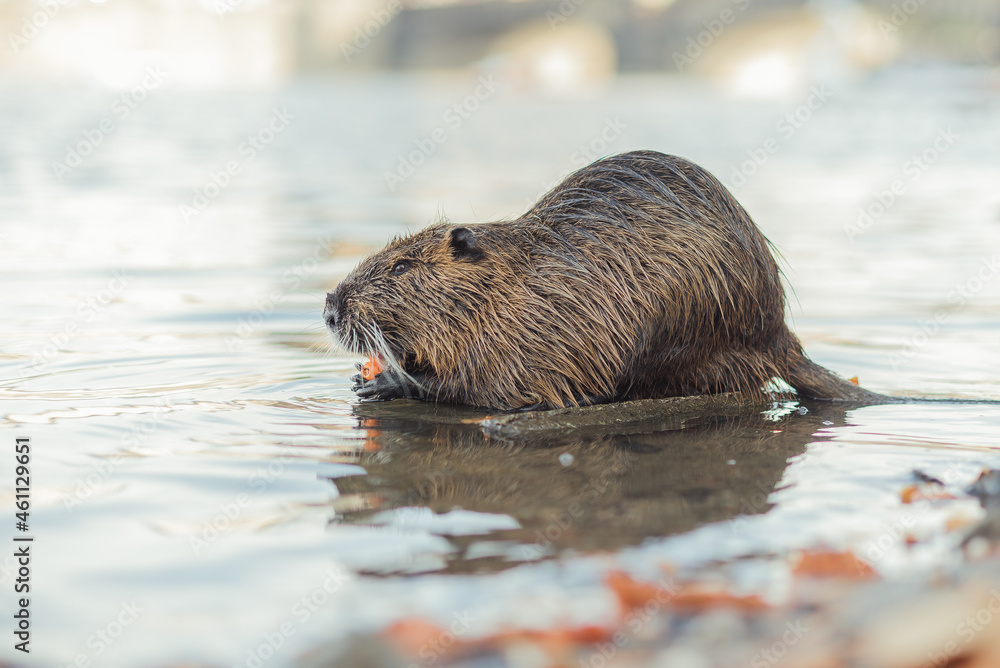Muskrat eating carrot on the river shore. Nutria on the Vltava river shore with Charles Bridge in background. Muskrat eating carrot on the river shore. Nutria on the Vltava river shore with Charles Bridge in background.